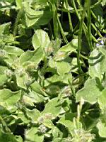 Convolvulus Sabatius (fam. Convolvulacees)(Europe meridionale, Afrique du nord) (04) (Photo F. Mrugala)